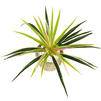 Artificial Grass Plant - Decorative Plant for Home and Office